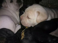cucciolata cane corso